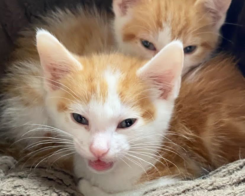 EWW, PARASITES! (Plus tips to help you drug your cat)